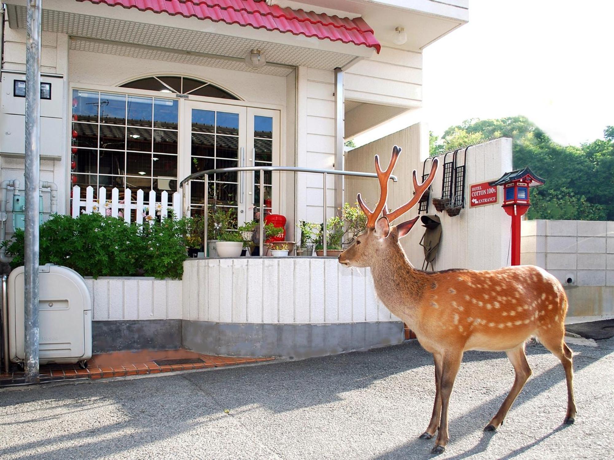 Nara - Hotel / Vacation Stay 47950 Eksteriør billede